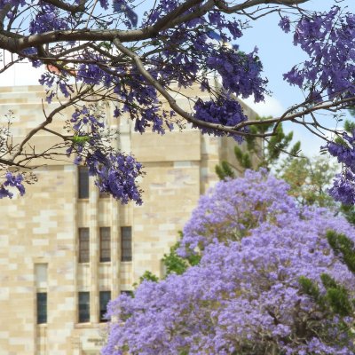 Jacaranda blooming with the sandstone of the Forgan Smith building visible behind it
